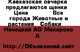 Кавказская овчарка -предлагаются щенки › Цена ­ 20 000 - Все города Животные и растения » Собаки   . Ненецкий АО,Макарово д.